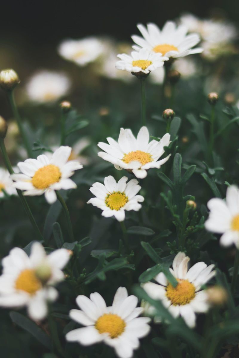 primavera 1