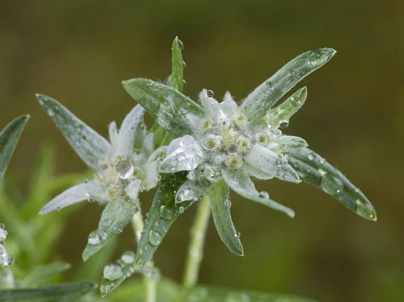 Valle del Chiese Edelweiss