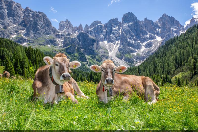 Trentino Guest Card — Green Hotel Genzianella